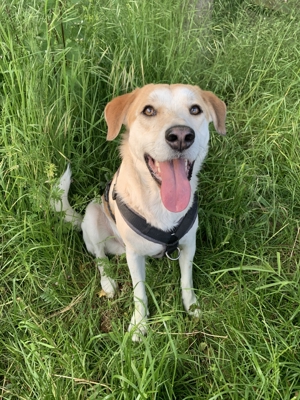 Dinus sucht sein Einzelzuhause auf dem Land Bild 7