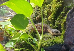 Sulawesi Wasserskink  Tropidophorus baconi 