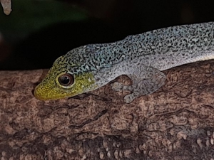 Lygodactylus conraui DNZ (0.0.3)