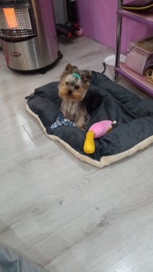 Yorkshire Terrier Deckrüde Bild 5