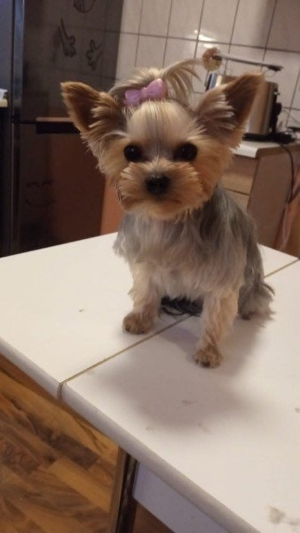 Yorkshire Terrier Deckrüde Bild 4