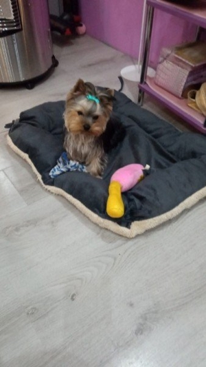 Yorkshire Terrier Deckrüde Bild 2