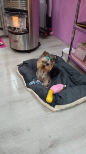 Yorkshire Terrier Deckrüde Bild 3