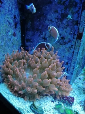 Meerwasser Korallen Anemone 