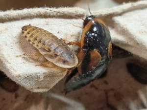Argentinische Wald Schaben - Blaptica dubia preis wie letztes jahr Bild 3
