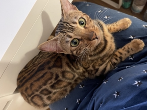 Bengal Katze   Bild 6