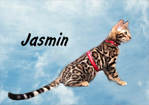 Bengal Katze   Bild 3