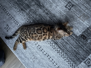Bengal Katze   Bild 7