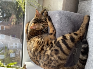 Bengal Katze   Bild 8