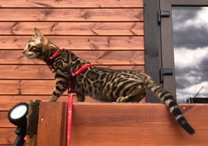 Bengal Katze   Bild 4