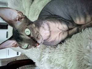 Sphynxkatze