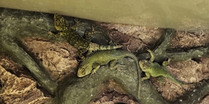 Malachitgrüner Stachel-Leguan , Sceloporus malachiticus Bild 2