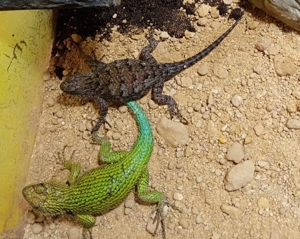 Malachitgrüner Stachel-Leguan , Sceloporus malachiticus