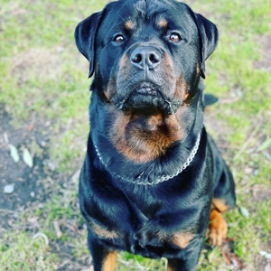 Rottweiler Deckrüde