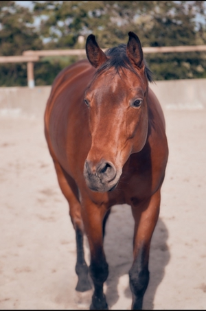 Diplom Sportwissenschaftlerin - Psychotherapeutin bietet Reitunterricht auf Lehrpferd