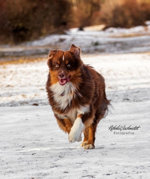 ASCA Australian Shepherd Deckrüde