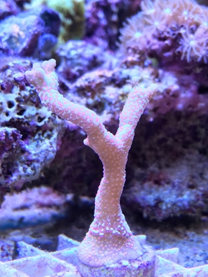 Montipora Samarensis pink Meerwasser