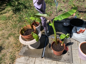 Bananenpflanzen Ableger 
