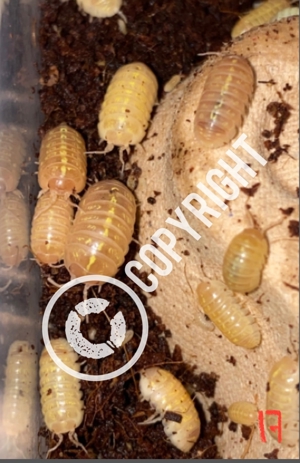 12 Armadillidium spec. albino, Rollasseln, Bodenpolizei , Asseln