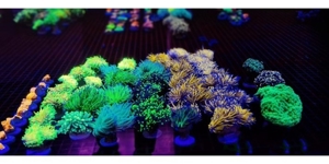 meerwasser Korallen Ableger Bild 1