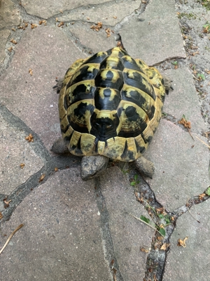 Landschildkröten Griechen