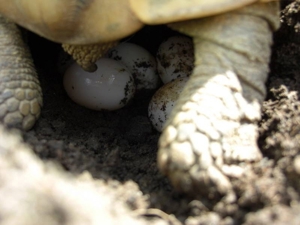 10 griechische Landschildkröten Thb Nachzuchten aus 2023 und 2022 Bild 6