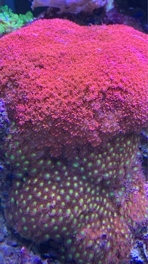 CTO - Micro Goniopora Ultra Red - kurze Polypen Bild 1