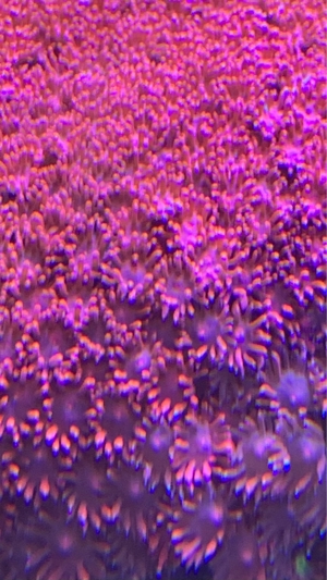 CTO - Micro Goniopora Ultra Red - kurze Polypen Bild 2