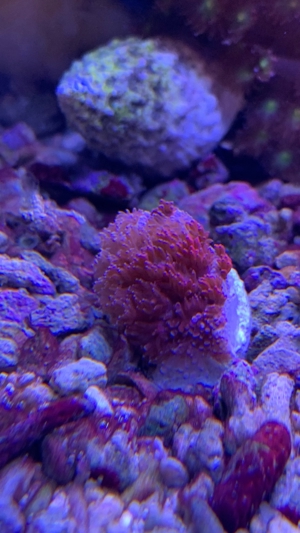 CTO - Micro Goniopora Ultra Red - kurze Polypen Bild 3