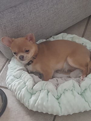 wunderschöne Chihuahua junghunde suchen ein liebevolles Zuhause Bild 3