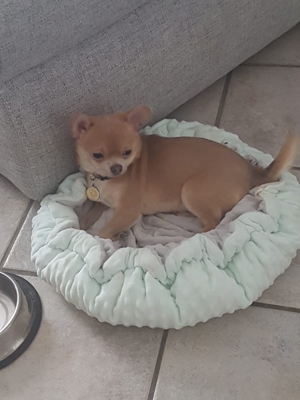 wunderschöne Chihuahua junghunde suchen ein liebevolles Zuhause Bild 4