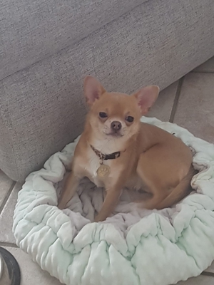wunderschöne Chihuahua junghunde suchen ein liebevolles Zuhause Bild 5