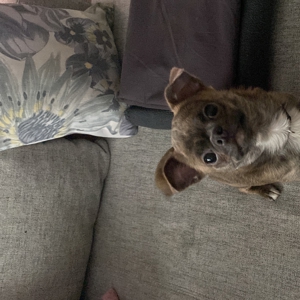 wunderschöne Chihuahua junghunde suchen ein liebevolles Zuhause Bild 18