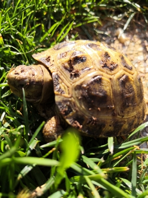 Landchidkröten Testudo horsfieldii Vierzehen Schildkröten Bild 2