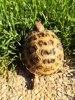 Landchidkröten Testudo horsfieldii Vierzehen Schildkröten Bild 1