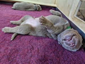 Labrador Welpen , silber mit Ahnennachweis Bild 3