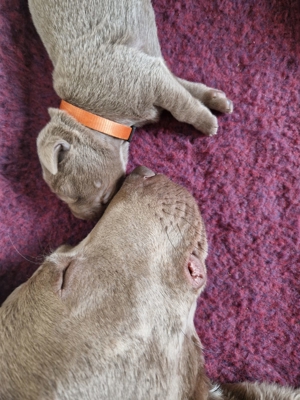 Labrador Welpen , silber mit Ahnennachweis Bild 1