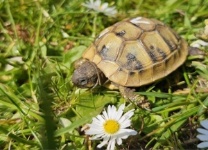 Griechische Landschildkröten, Testudo hermanni Bild 3