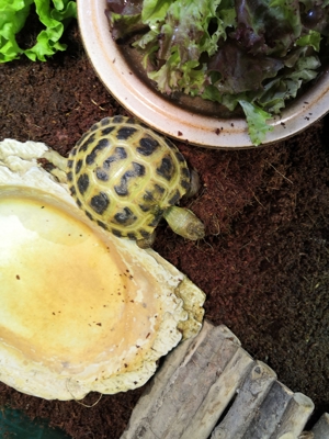 Testudo horsfieldii Vierzehen Schildkröten Bild 1