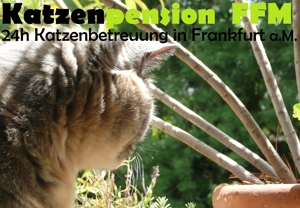 Private Katzenpension . 24h Katzenbetreuung in Frankfurt . feines Katzenhotel