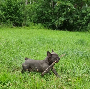 Deckrüde Französische Bulldogge solid blue ( trägt schoko)