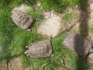 Maurische Landschildkröten, Greaca Ibera, Zucht Gruppe