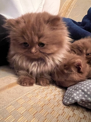 BLH-Cinnamon Deckkater Bild 9