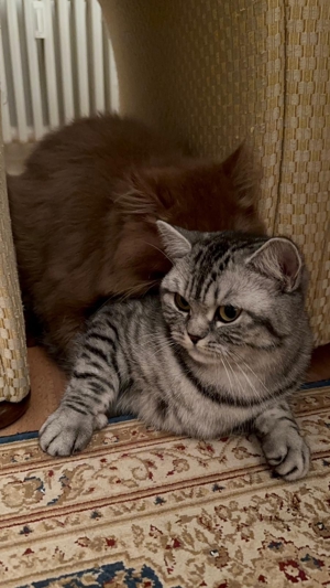 BLH-Cinnamon Deckkater Bild 6