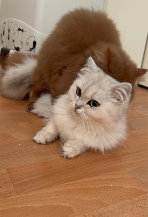 BLH-Cinnamon Deckkater Bild 10