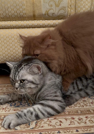 BLH-Cinnamon Deckkater Bild 2