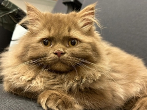 BLH-Cinnamon Deckkater Bild 5