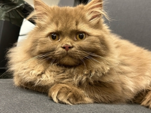 BLH-Cinnamon Deckkater Bild 3