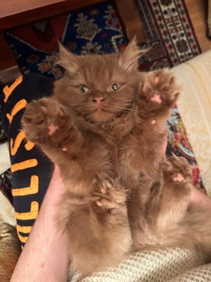 BLH-Cinnamon Deckkater Bild 4