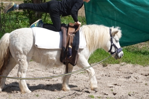 Reitbeteiligung Pony Kind Voltigieren Reiten Bild 1